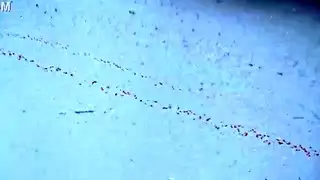 الزوجة التركية لا تصدق أن خيال ابن زوجها هو ممارسة جنس ثلاثي إباحي